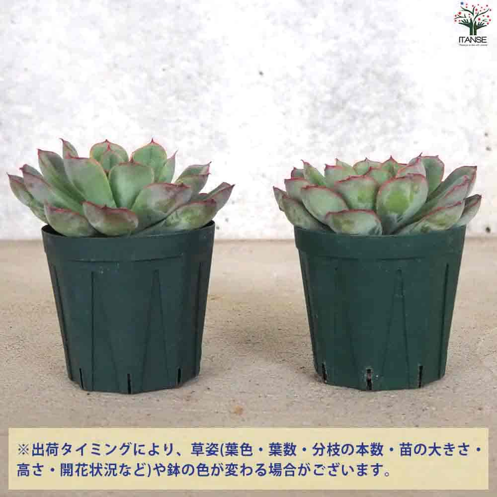 【送料無料】エケベリアオリオン 多肉植物 2.5号鉢 多肉植物 観葉植物 インテリアグリーン 送料無料 即納