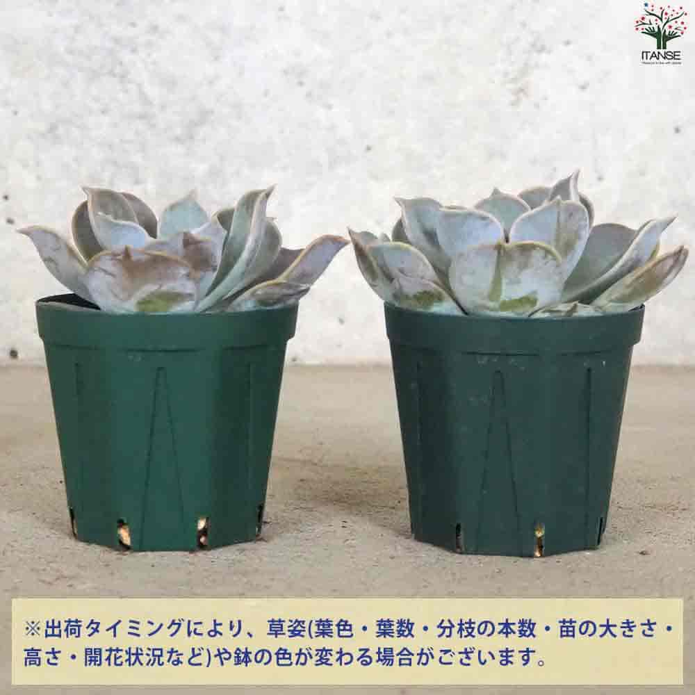【送料無料】エケベリアリラシナ 多肉植物 2.5号鉢 多肉植物 観葉植物 インテリアグリーン 送料無料 即納