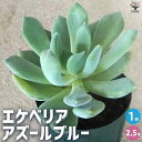 【ポイント2倍★マラソン期間】エケベリアアズールブルー 多肉植物 2.5号鉢 多肉植物 観葉植物 インテリアグリーン 送料無料 即納