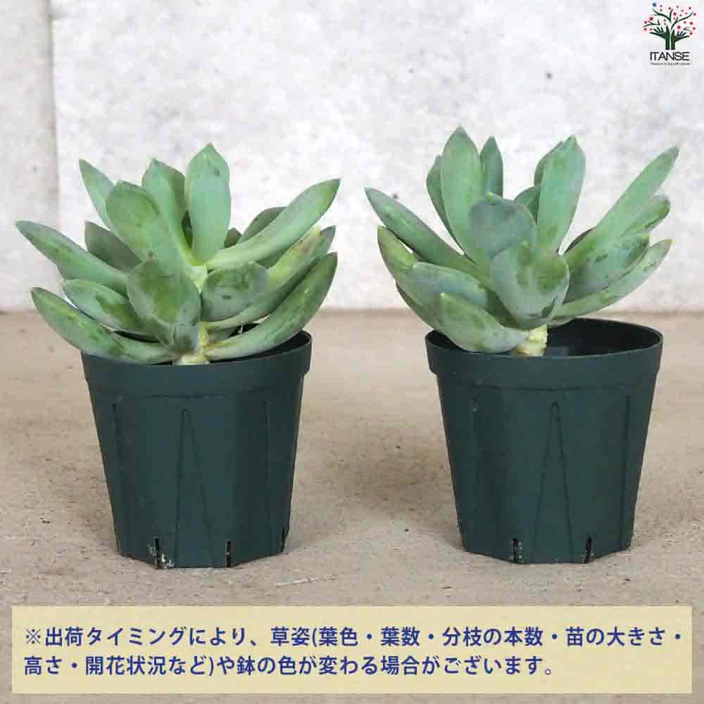 【送料無料】エケベリアアズールブルー 多肉植物 2.5号鉢 多肉植物 観葉植物 インテリアグリーン 送料無料 即納