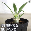 【送料無料】パキポディウムホロンベンセ【多肉植物 2号鉢】塊