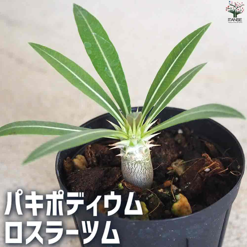 【マラソン中★ポイントUP】パキポディウムロスラーツム【多肉植物 2号鉢】塊根植物 コーデックス 多肉植物 観葉植物