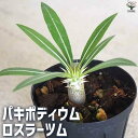 【送料無料】パキポディウムロスラーツム【多肉植物 2号鉢】塊根植物 コーデックス 多肉植物 観葉植物