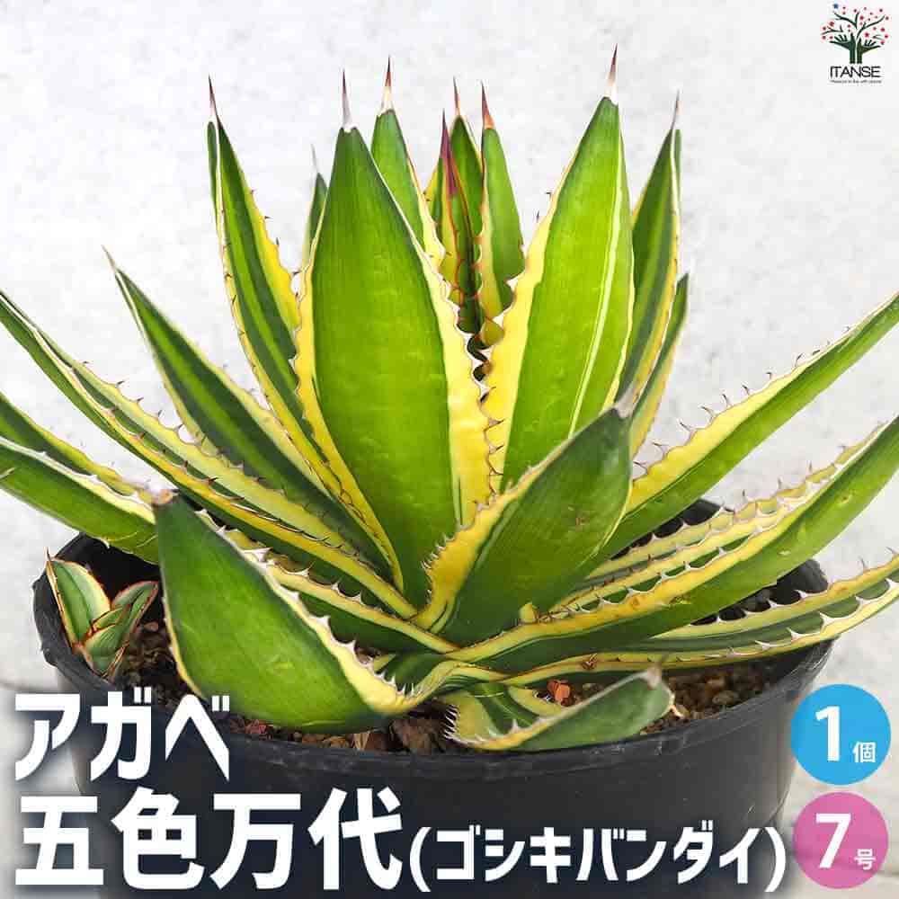 楽天市場】アガベ 五色万代の通販 楽天市場】アガベ 五色万代の通販