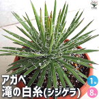 【送料無料】アガベ滝の白糸【多肉植物 8号鉢】リビング オフィス 事務所 インテリア 大型 おしゃれ オシャレ 育てやすい 御祝 お祝い