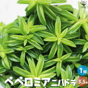 【ポイント2倍★マラソン期間】観葉植物 ペペロミア ニパドラ 観葉植物 3.5号ポット リビング オフィス 事務所 インテリア 大型 おしゃれ 初心者 育てやす...
