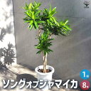 【マラソン中★ポイントUP】観葉植物 ソングオブジャマイカ【観葉植物 8号鉢】リビング オフィス 事務所 インテリア 大型 おしゃれ 初心者 育てやすい ガーデニング 御祝 お祝い 新築祝い 引越し祝い 結婚祝い プレゼント 人気 品種 観賞用