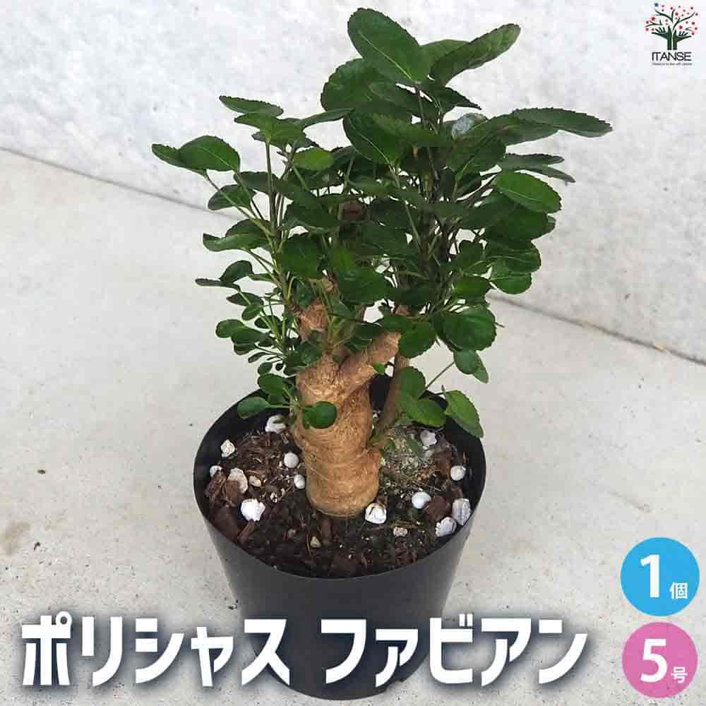 楽天市場】ポリシャス(種類(植物)ポリシャス,ポトス)(観葉 楽天市場】ポリシャス(種類(植物)ポリシャス,ポトス)(観葉