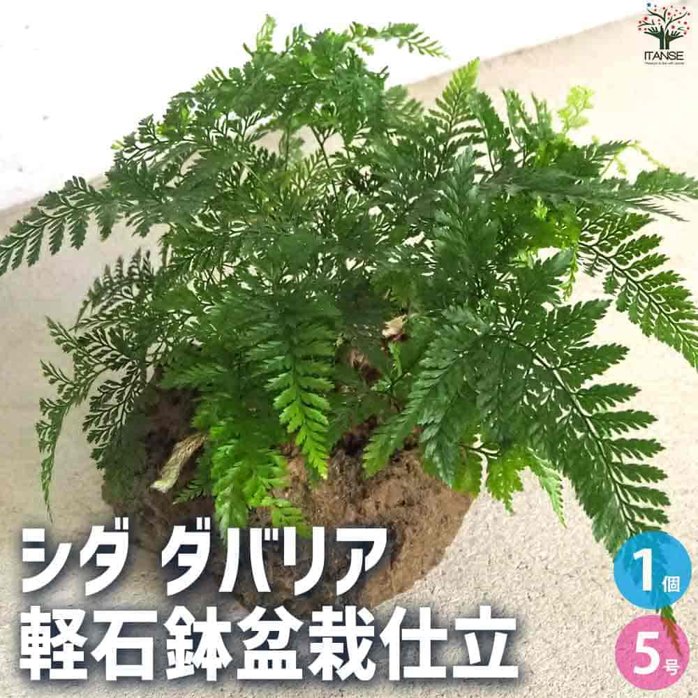 シダ 【マラソン中★ポイントUP】観葉植物 シダ・ダバリア軽石鉢盆栽仕立【観葉植物 5号鉢】リビング オフィス 事務所 インテリア 大型 おしゃれ 初心者 育てやすい ガーデニング 御祝 お祝い 新築祝い 引越し祝い 結婚祝い プレゼント 人気 品種 観賞用