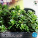 【送料無料】セダム サルサヴェルデ 多肉植物 グランドカバー苗2.5〜3号ポット苗 セダム グランドカバー 多肉植物 観葉植物 リビング オフィス 事務所 イン...