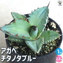 【P2倍★マラソン中】 アガベ チタノタブルー 多肉植物 2.5号鉢 リビング オフィス 事務所 インテリア 大型 おしゃれ オシャレ 育てやすい 御祝 お祝い...