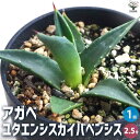 【送料無料】アガベ ユタエンシス カイバベンシス 【多肉植物 2.5号鉢】リビング オフィス 事務所 インテリア 大型 おしゃれ オシャレ 育てやすい 御祝 お祝い