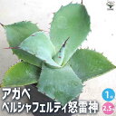 【ポイント2倍★マラソン期間】アガベ ベルシャフェルティ怒雷神 多肉植物 2.5号鉢 リビング オフィス 事務所 インテリア 大型 おしゃれ オシャレ 育てやす...