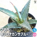 【送料無料】アガベ キシロナカンサブルー【多肉植物 2.5号鉢】リビング オフィス 事務所 インテリア 大型 おしゃれ オシャレ 育てやすい 御祝 お祝い