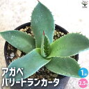 【ポイント2倍★マラソン期間】アガベバリートランカータ 多肉植物 2.5号鉢 リビング オフィス 事務所 インテリア 大型 おしゃれ オシャレ 育てやすい 御祝...