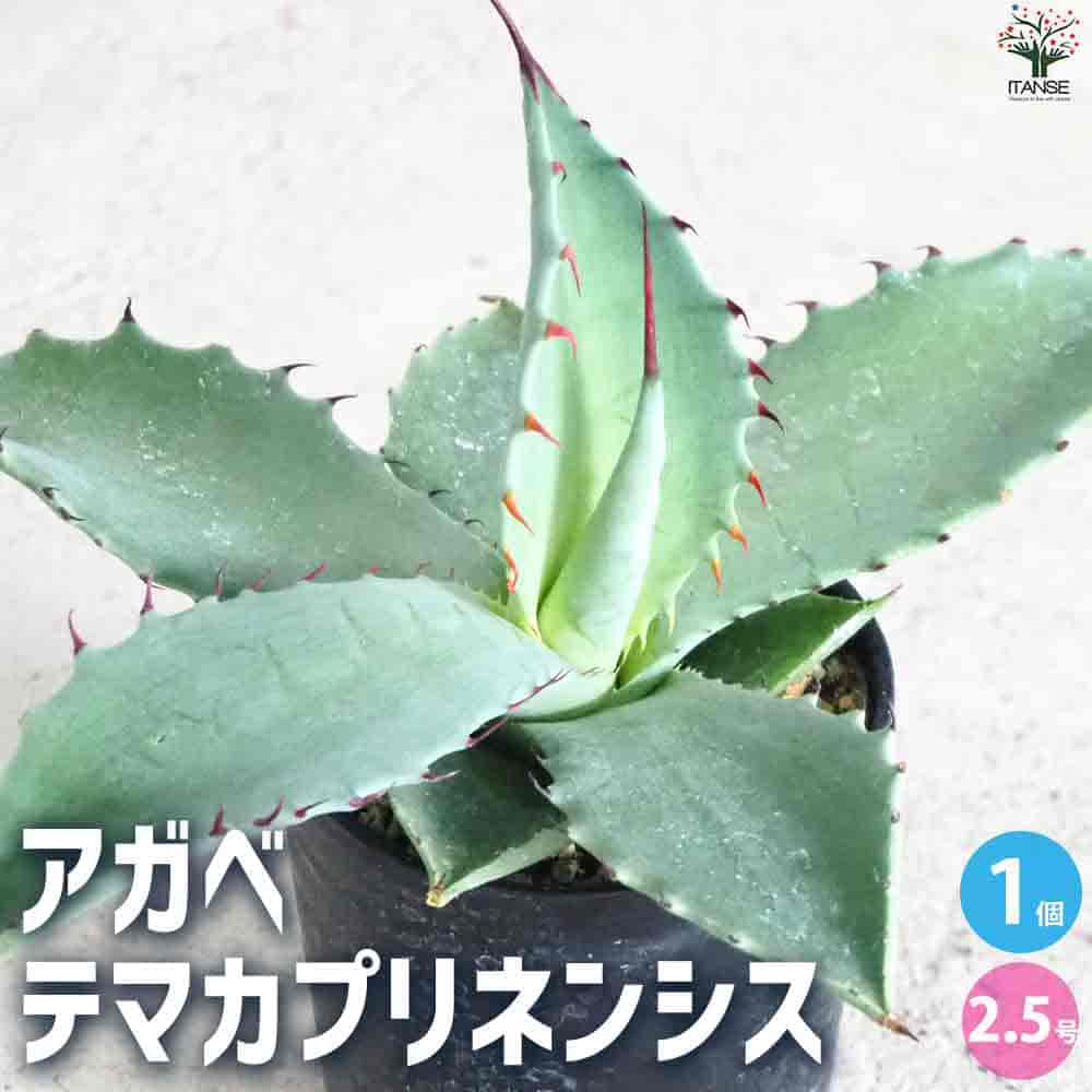 【送料無料】アガベ テマカプリネンシス【多肉植物 2.5号鉢