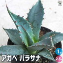 【ポイント2倍★マラソン期間】アガベ パラサナ 多肉植物 2.5号鉢 リビング オフィス 事務所 インテリア 大型 おしゃれ オシャレ 育てやすい 御祝 お祝い...