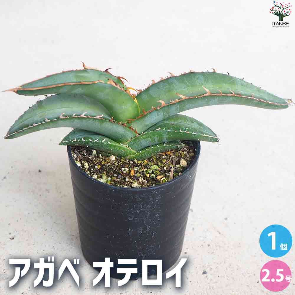 楽天市場】アガベ オテロイ(花・観葉植物|花・ガーデン・DIY 楽天市場】アガベ オテロイ(花・観葉植物|花・ガーデン・DIY