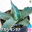 【送料無料】アガベ モンタナ 多肉植物 2.5号鉢 リビング オフィス 事務所 インテリア 大型 おしゃれ オシャレ 育てやすい 御祝 お祝い 送料無料 即納