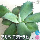 【送料無料】アガベ ポタトラム 多肉植物 2.5号鉢 リビング オフィス 事務所 インテリア 大型 おしゃれ オシャレ 育てやすい 御祝 お祝い 送料無料 即納