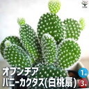 【P2倍★マラソン期間中】オプンチア バニーカクタス(白桃扇)【多肉植物 3号鉢】多肉植物 サボテン 可愛い 卓上サイズ ミニサイズ コンパクト