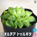 【P2倍★マラソン期間中】ハオルチア トゥルギタ【多肉植物 3号ポット】多肉植物 ハオルチア ハオルチア属 ハオルシア 観葉植物 ギフト 贈り物