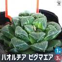 【P2倍★マラソン期間中】ハオルチア ピグマニア【多肉植物 3号ポット】多肉植物 ハオルチア ハオルチア属 ハオルシア 観葉植物 ギフト 贈り物