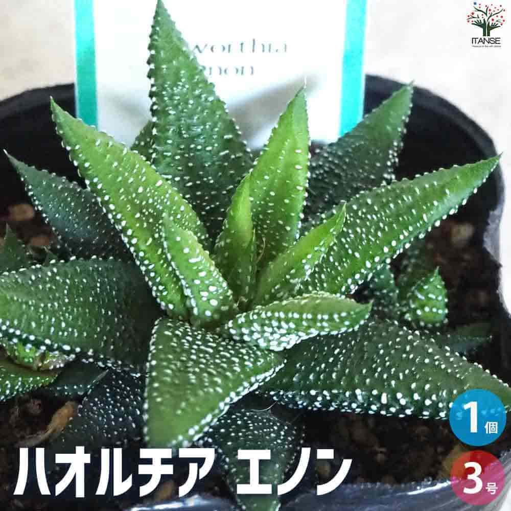 【送料無料】ハオルチア エノン【多肉植物 3号ポット】多肉植物 ハオルチア ハオルチア属 ハオルシア 観葉植物 ギフト 贈り物