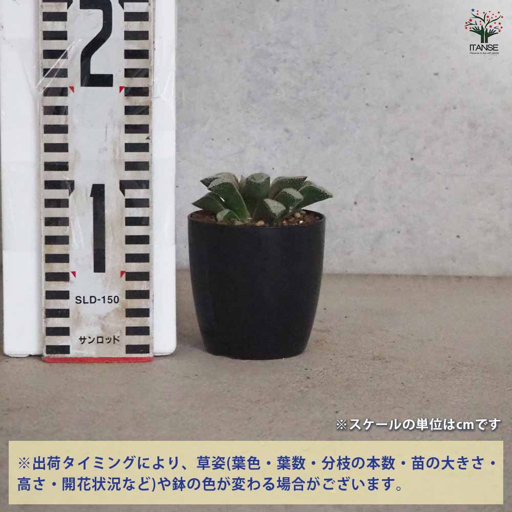 【マラソン★P5倍】ハオルチア ( 青 ) 白泉殿 多肉植物 2.5号ポット 多肉植物 ハオ...