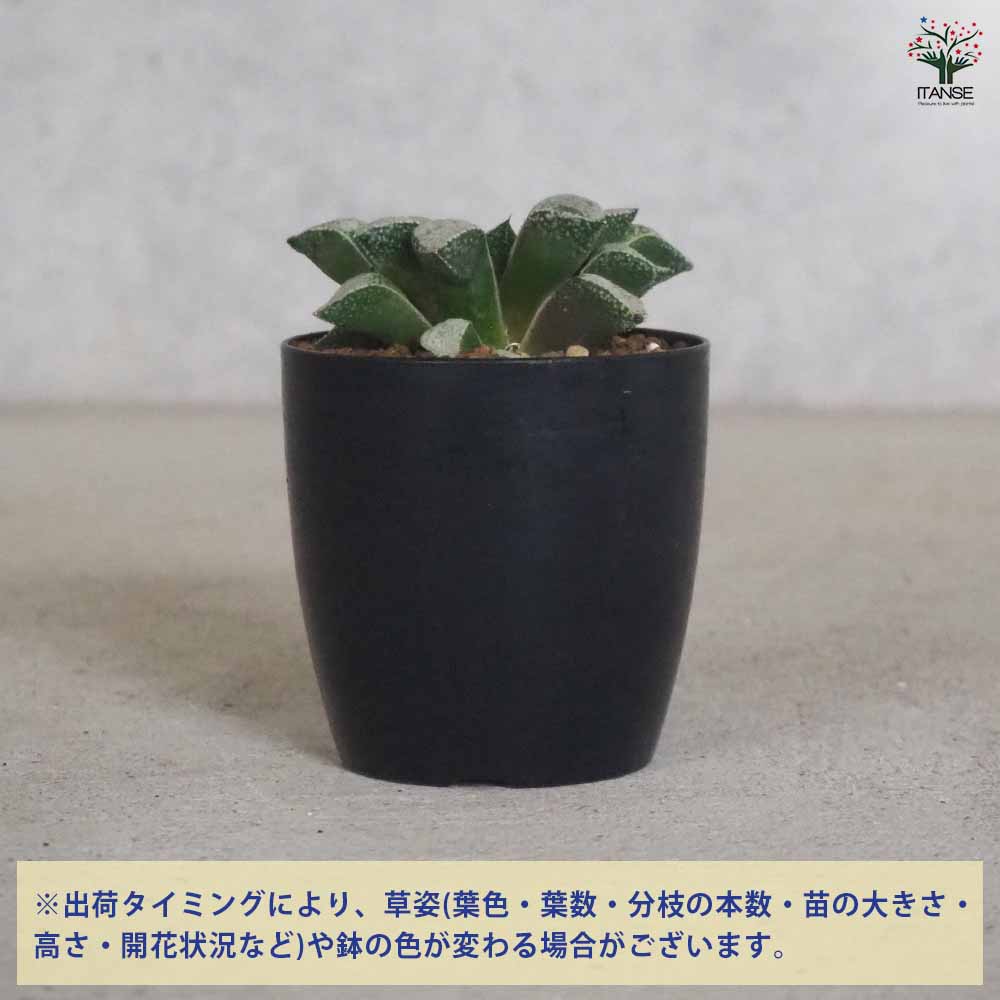 【マラソン★P5倍】ハオルチア ( 青 ) 白泉殿 多肉植物 2.5号ポット 多肉植物 ハオ...