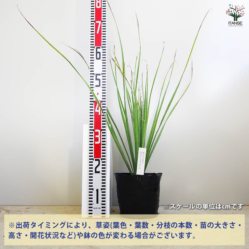 【マラソン★P5倍】ダシリリオン セラティフォリウム 多肉植物 6号 1個売り 多肉植...