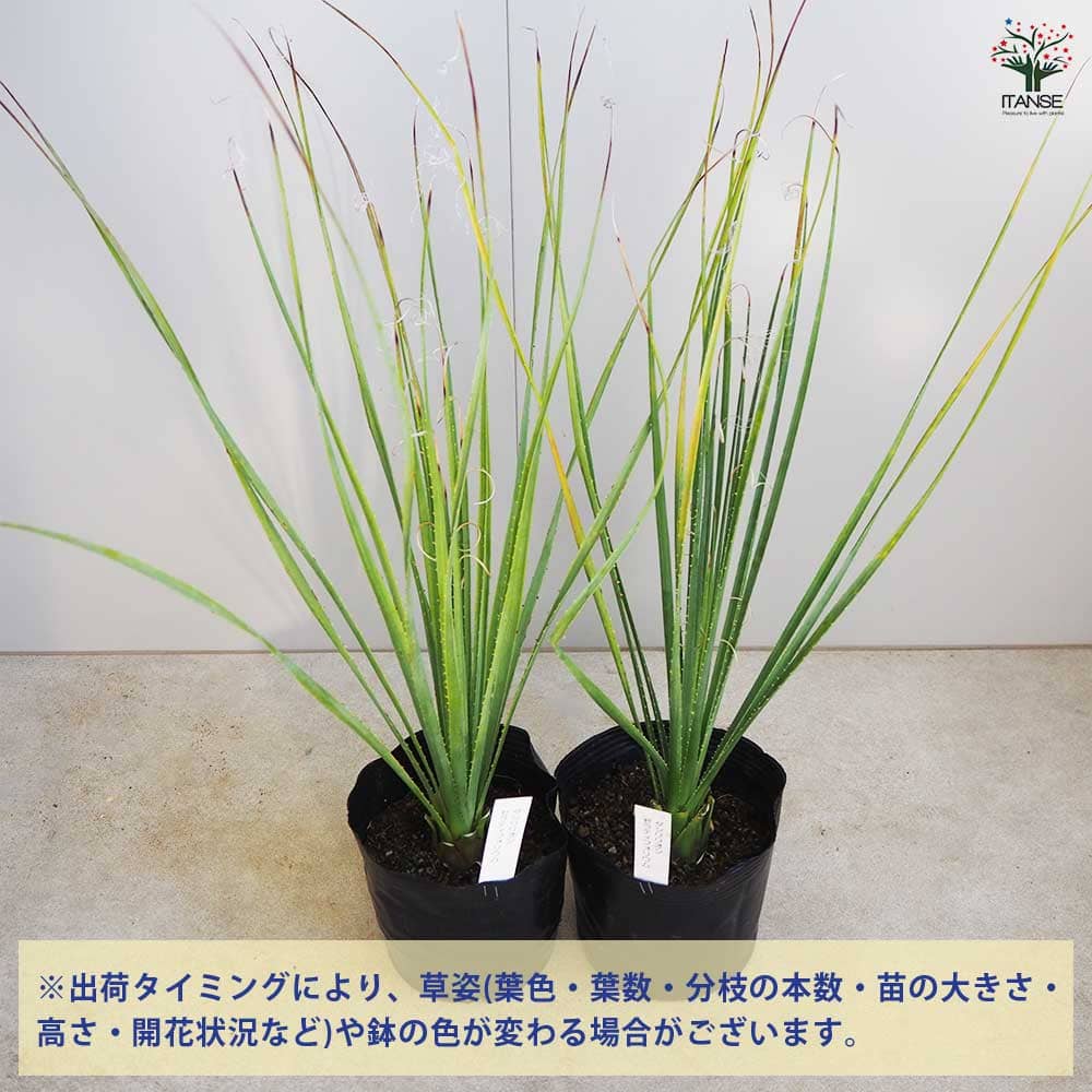 【マラソン★P5倍】ダシリリオン セラティフォリウム 多肉植物 6号 1個売り 多肉植...