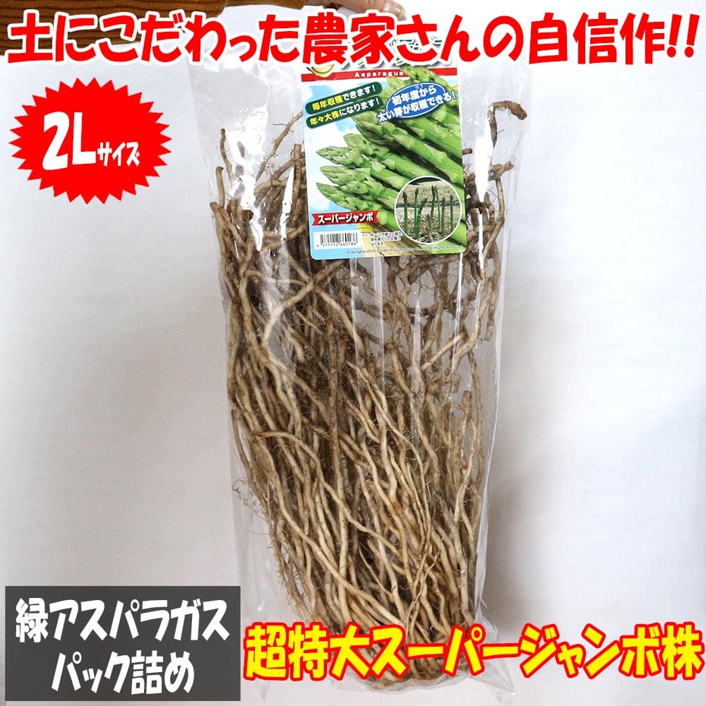 【送料無料】緑アスパラガス【パック詰め 超特大スーパージャンボ株(2L)1株】アスパラガス株 野菜苗 野菜株 大株 苗 球根 畑 露地栽培 ハウス栽培 庭園 ベランダ 料理 レシピ 収穫 人気 あすぱらがす