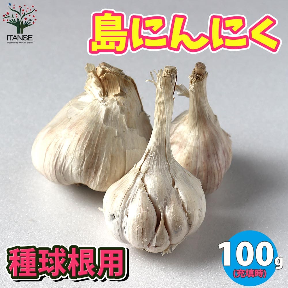 【送料無料】島にんにく にんにく種球根【野菜の苗 ネット詰め野菜球根 充填時100g/1袋／1個売り】島ニンニク 大蒜 国産 沖縄県産 種球 種球根 にんにく種 にんにく球根 ニンニク球根 球根 きゅうこん ブランドニンニク