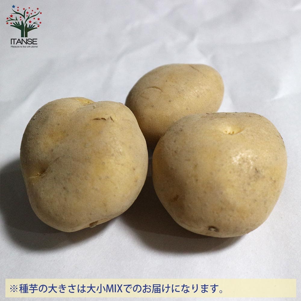 【送料無料】ニシユタカ 1kg(充填時) 秋植えじゃがいもの種芋【種芋】じゃがいも ジャガイモ じゃが芋 種芋 種いも たねいも アンデス赤 秋植え 野菜種芋 ニシユタカ 西豊 秋植え馬鈴薯 秋馬鈴薯 ばれいしょ 秋じゃがいも 秋じゃが芋