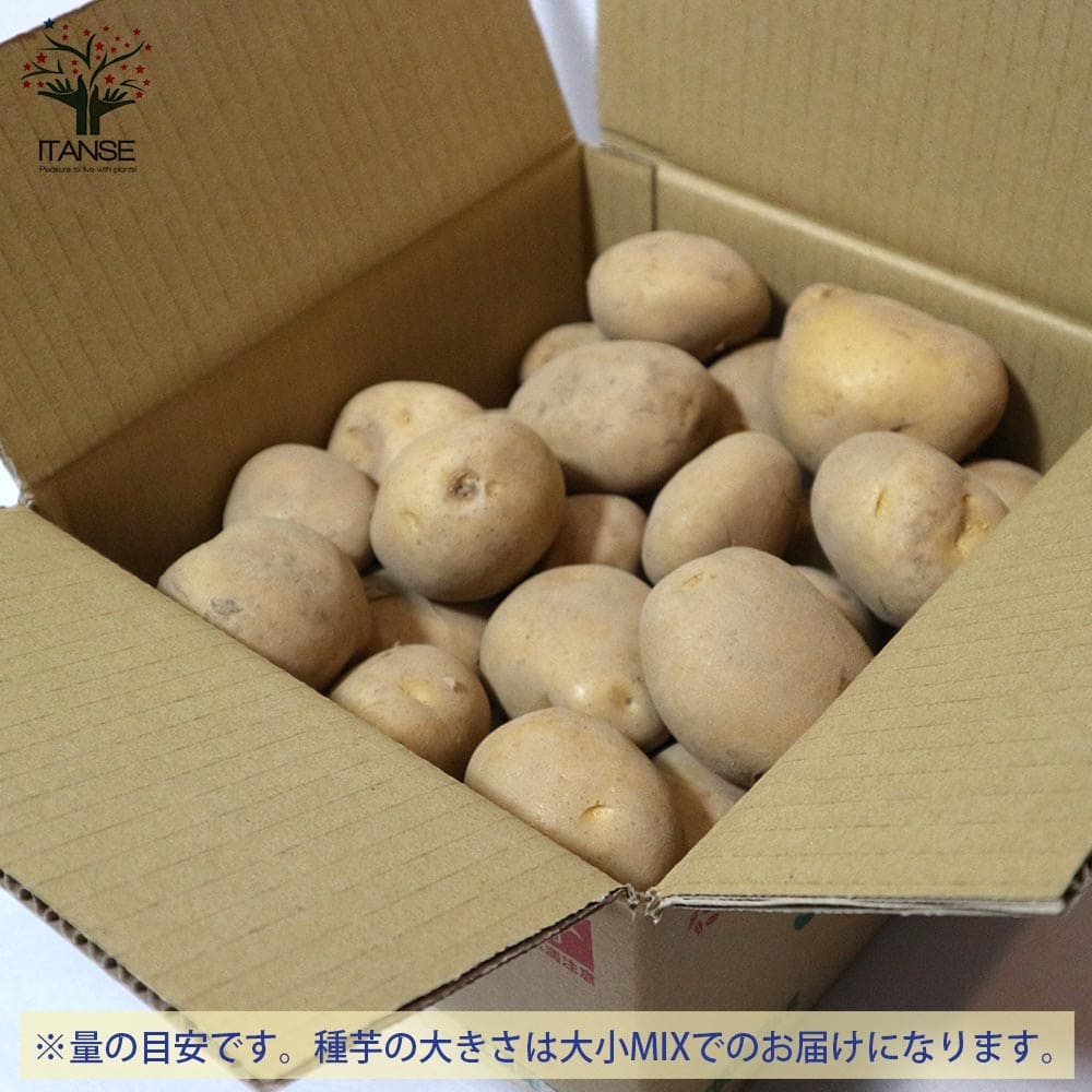 【送料無料】ニシユタカ 3kg(充填時) 秋植えじゃがいもの種芋【種芋】じゃがいも ジャガイモ じゃが芋 種芋 種いも たねいも アンデス赤 秋植え 野菜種芋 ニシユタカ 西豊 秋植え馬鈴薯 秋馬鈴薯 ばれいしょ 秋じゃがいも 秋じゃが芋