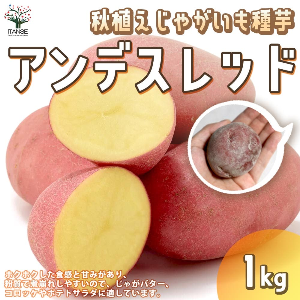 【送料無料】アンデスレッド 1kg(充填時) 秋植えじゃがいもの種芋【種芋】じゃがいも ジャガイモ じゃが芋 種芋 種いも たねいも アンデス赤 秋植え 野菜種芋 アンデス赤 秋植え馬鈴薯 秋馬鈴薯 ばれいしょ 秋じゃがいも 秋じゃが芋