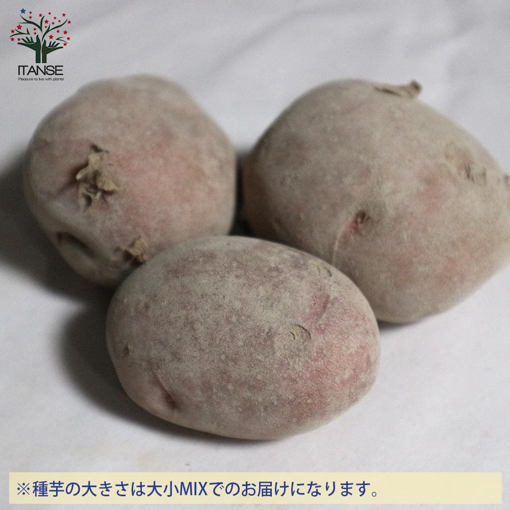 【送料無料】アンデスレッド 1kg(充填時) 秋植えじゃがいもの種芋【種芋】じゃがいも ジャガイモ じゃが芋 種芋 種いも たねいも アンデス赤 秋植え 野菜種芋 アンデス赤 秋植え馬鈴薯 秋馬鈴薯 ばれいしょ 秋じゃがいも 秋じゃが芋