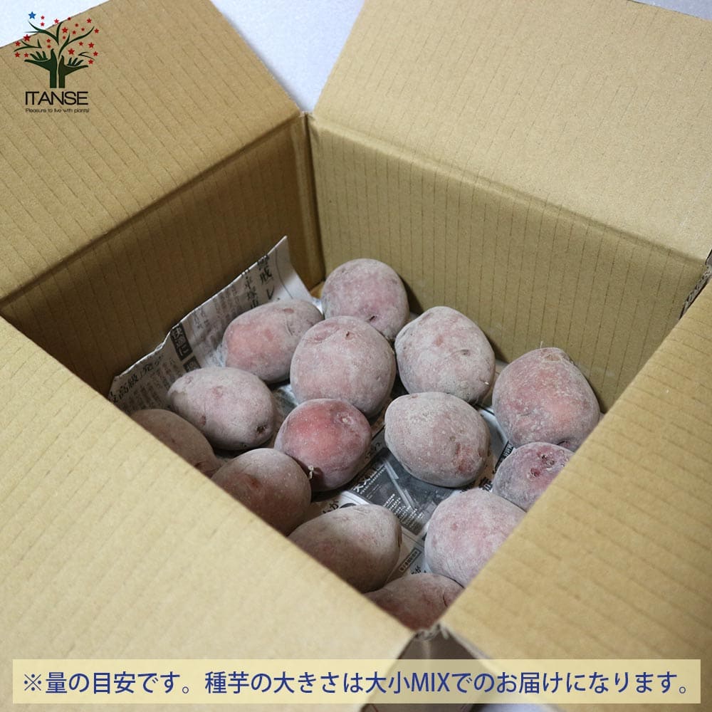 【送料無料】アンデスレッド 1kg(充填時) 秋植えじゃがいもの種芋【種芋】じゃがいも ジャガイモ じゃが芋 種芋 種いも たねいも アンデス赤 秋植え 野菜種芋 アンデス赤 秋植え馬鈴薯 秋馬鈴薯 ばれいしょ 秋じゃがいも 秋じゃが芋