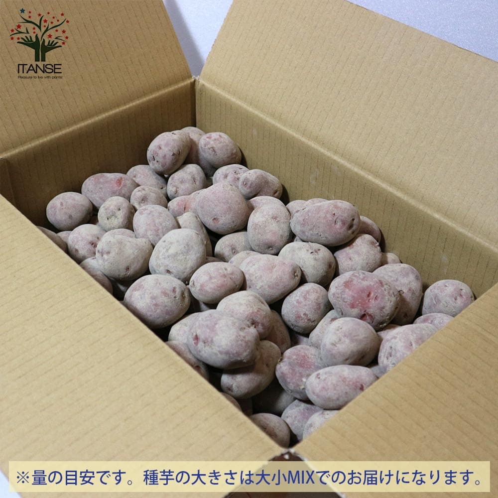 【送料無料】アンデスレッド 5kg(充填時) 秋植えじゃがいもの種芋【種芋】じゃがいも ジャガイモ じゃが芋 種芋 種いも たねいも アンデス赤 秋植え 野菜種芋 アンデス赤 秋植え馬鈴薯 秋馬鈴薯 ばれいしょ 秋じゃがいも 秋じゃが芋