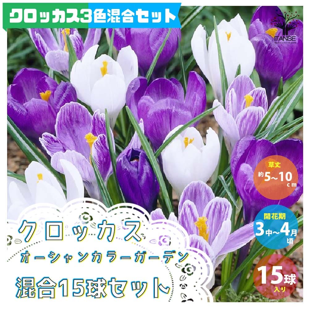 【10％OFFクーポン有】クロッカスオーシャンカラー混合 セット内容:クロッカス3品種/フラワーレコード、ジャンヌダーク、ピックウィック(花色:紫、絞り咲き、白)見計らい チューリップ【花球根 ／お買い得15球セット】球根 花の球根 寄せ植え ガーデニングのサムネイル