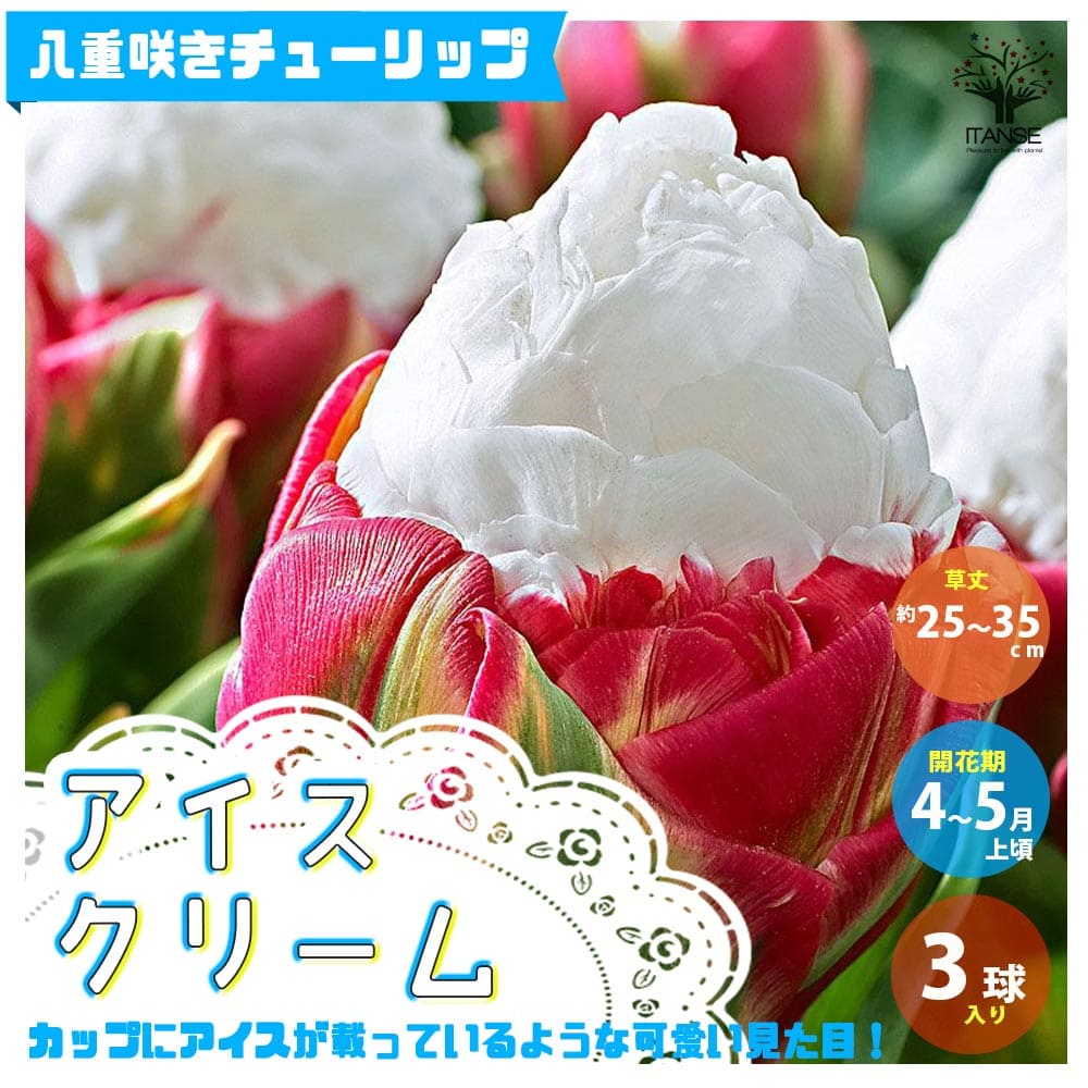 【10％OFFクーポン有】アイスクリーム 八重咲チューリップ【花球根 ／お買い得3球セット】球根 花の球根 ちゅーりっぷ チューリップ 寄せ植え ガーデニング 鑑賞 栽培 庭園菜園のサムネイル
