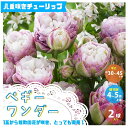 ペギーワンダー 八重咲チューリップ【花球根 ／お買い得2球セット】球根 花の球根 ちゅーりっぷ チューリップ 寄せ植え ガーデニング 鑑賞 栽培 庭園菜園