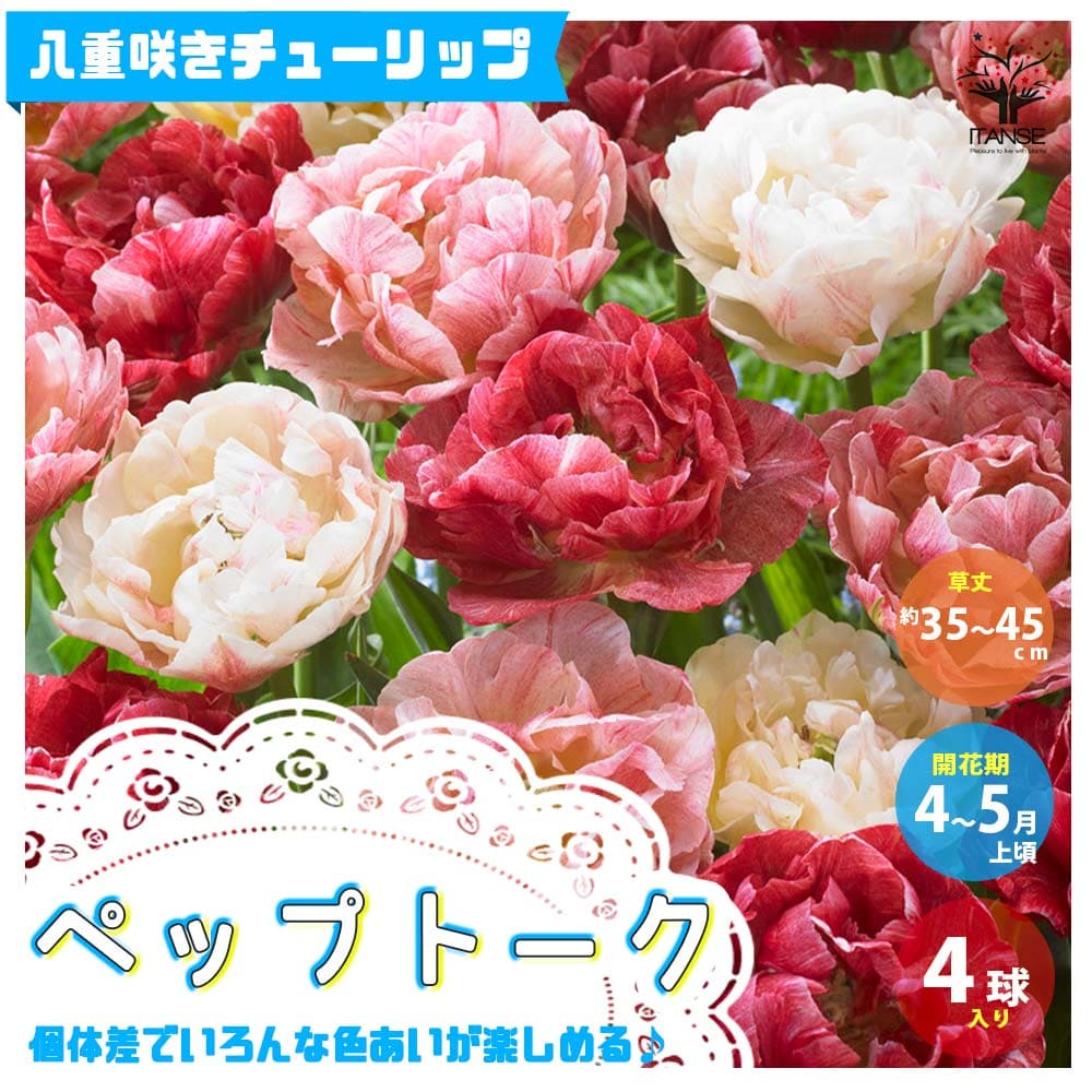 【送料無料】ペップトーク 八重咲チューリップ【花球根 ／お買い得3球セット】球根 花の球根 ちゅーりっぷ チューリップ 寄せ植え ガーデニング 鑑賞 栽培 庭園菜園のサムネイル