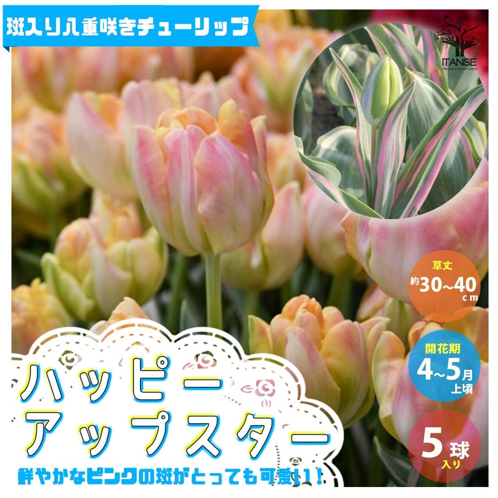 送料無料斑入り葉ハッピーアップスター八重咲チューリップ花球根/お買い得5球セット球根花の球根ちゅーりっぷチューリップ寄せ植え花木植木庭木ガーデニング鑑賞栽培庭園菜園