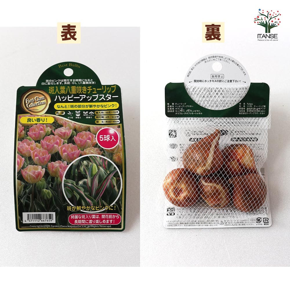 送料無料斑入り葉ハッピーアップスター八重咲チューリップ花球根/お買い得5球セット球根花の球根ちゅーりっぷチューリップ寄せ植え花木植木庭木ガーデニング鑑賞栽培庭園菜園