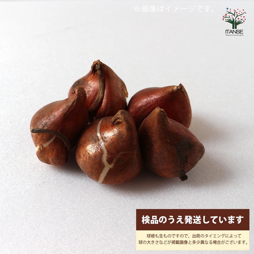 送料無料斑入り葉ハッピーアップスター八重咲チューリップ花球根/お買い得5球セット球根花の球根ちゅーりっぷチューリップ寄せ植え花木植木庭木ガーデニング鑑賞栽培庭園菜園