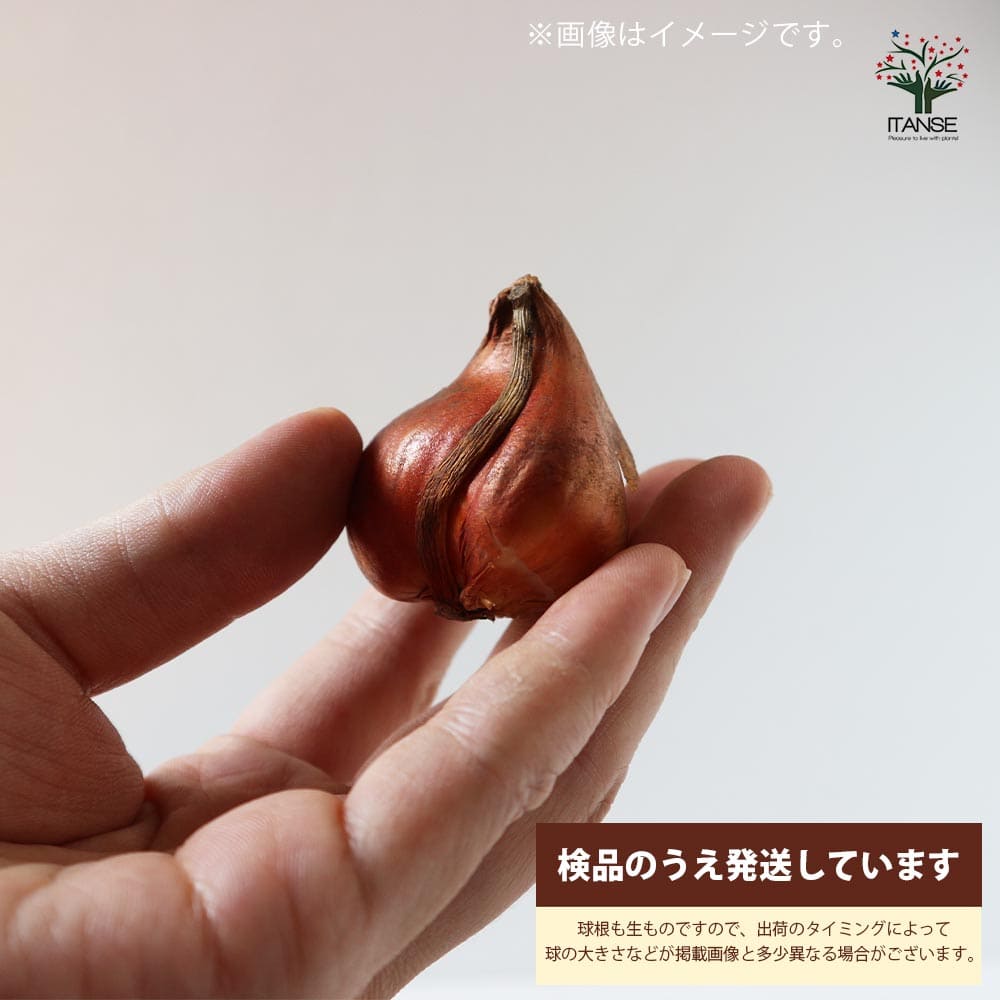 送料無料斑入り葉ハッピーアップスター八重咲チューリップ花球根/お買い得5球セット球根花の球根ちゅーりっぷチューリップ寄せ植え花木植木庭木ガーデニング鑑賞栽培庭園菜園