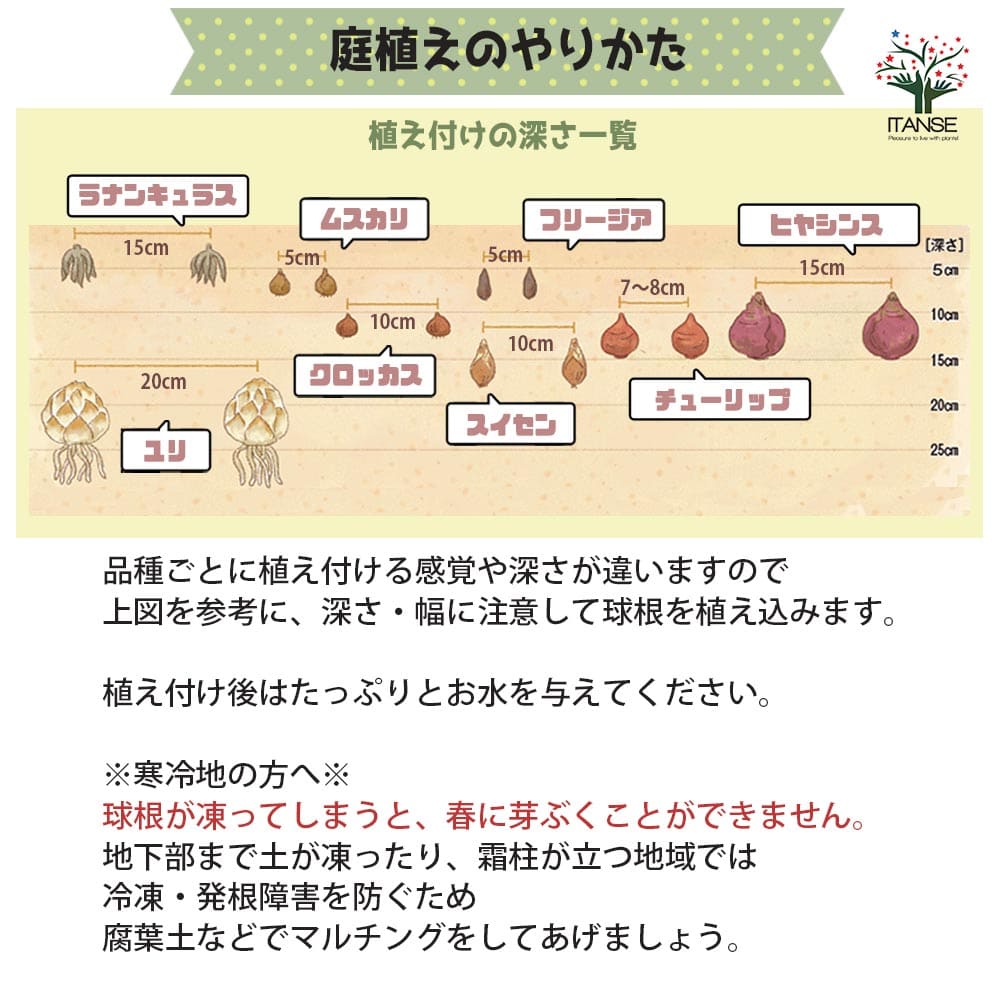 送料無料斑入り葉ハッピーアップスター八重咲チューリップ花球根/お買い得5球セット球根花の球根ちゅーりっぷチューリップ寄せ植え花木植木庭木ガーデニング鑑賞栽培庭園菜園