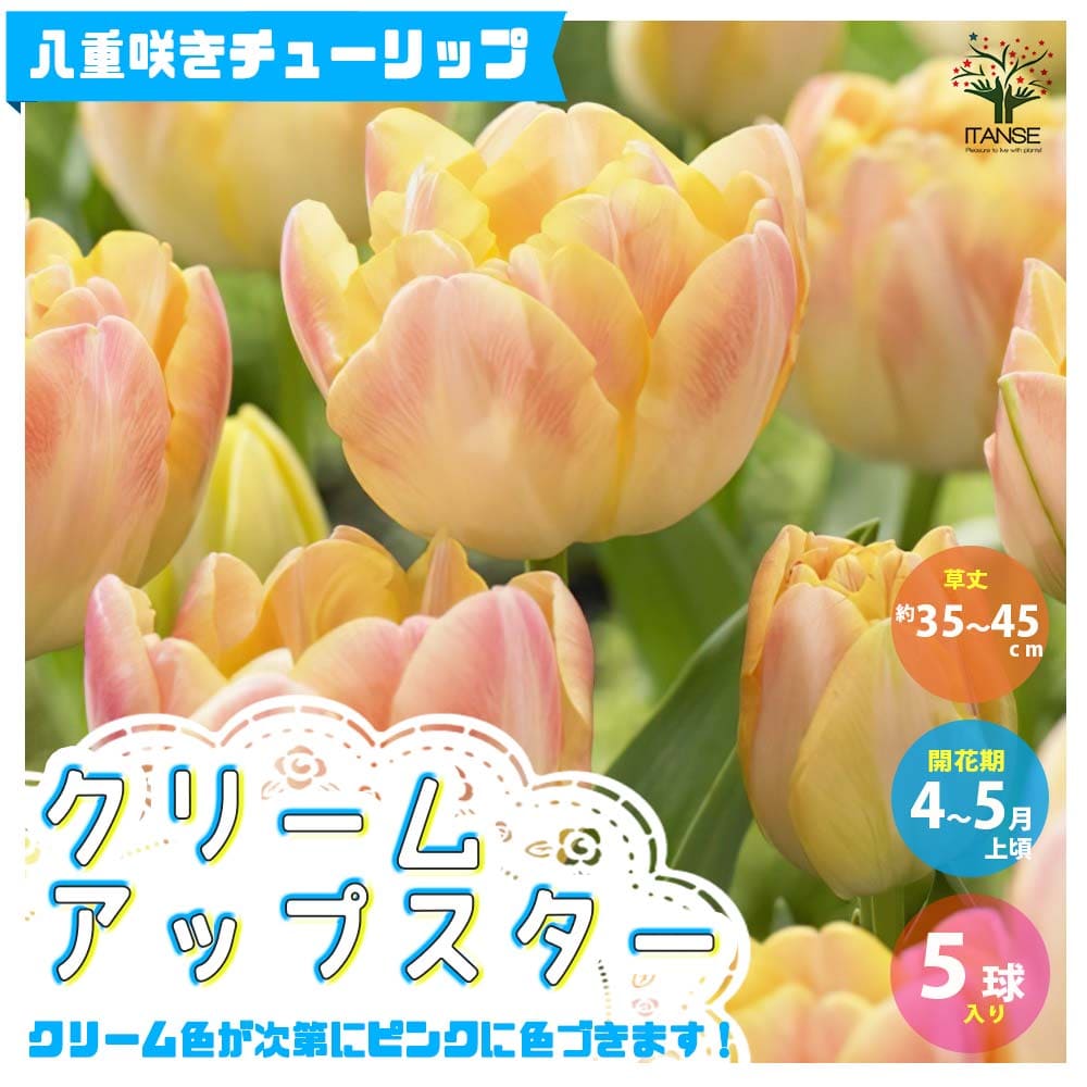 【送料無料】 クリームアップスター 八重咲チューリップ【花球根／お買い得5球セット】球根 花の球根 ちゅーりっぷ チューリップ 寄せ植え ガーデニング 鑑賞 栽培 庭園菜園のサムネイル